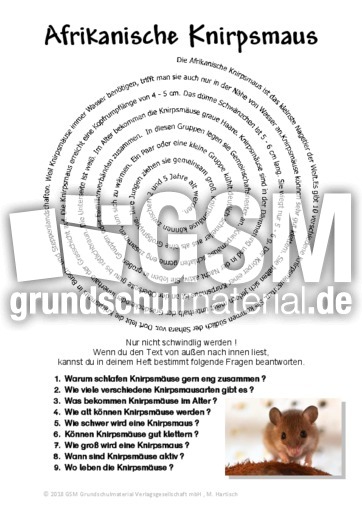 Afrikanische Knirpsmaus.pdf